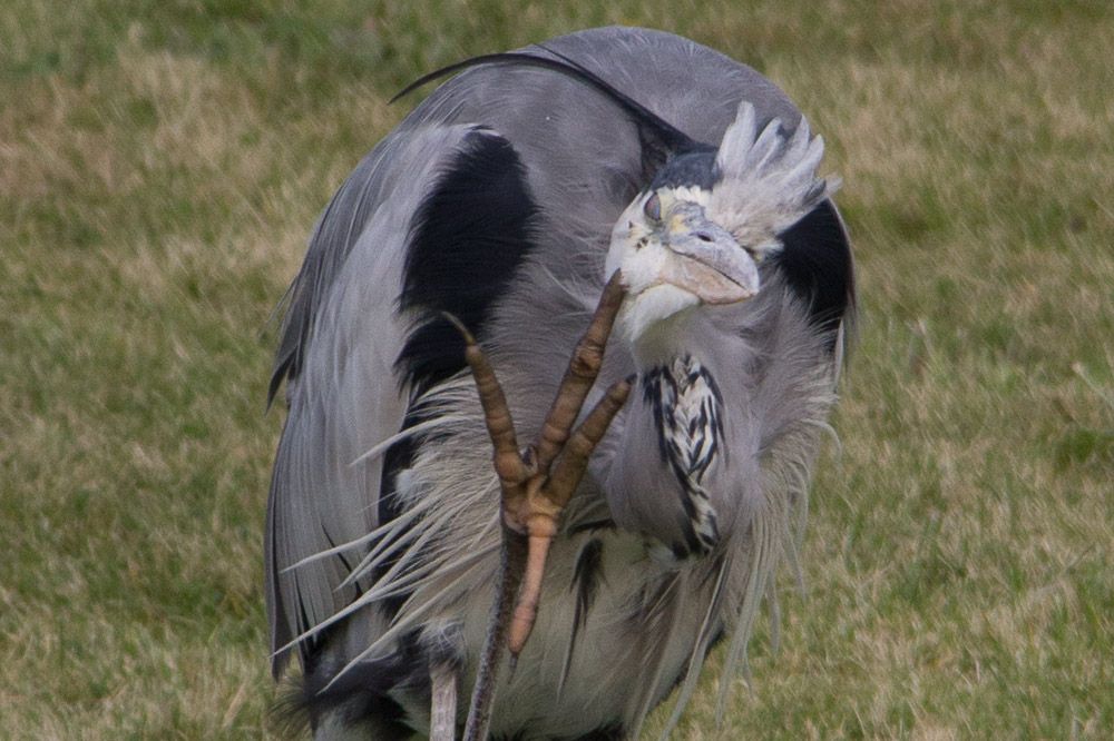 itch-3-2_zps9ce43164.jpg