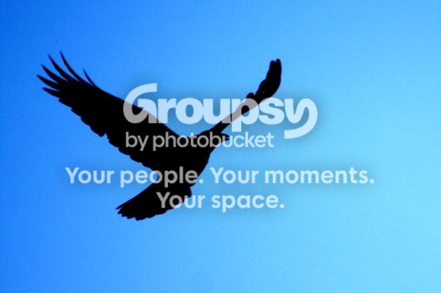 Crow4.jpg