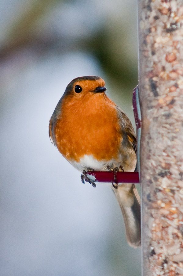 robinperch.jpg