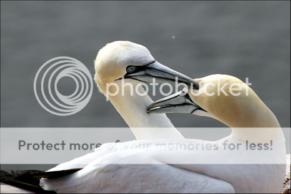 Helgoland_Vgel_10.jpg