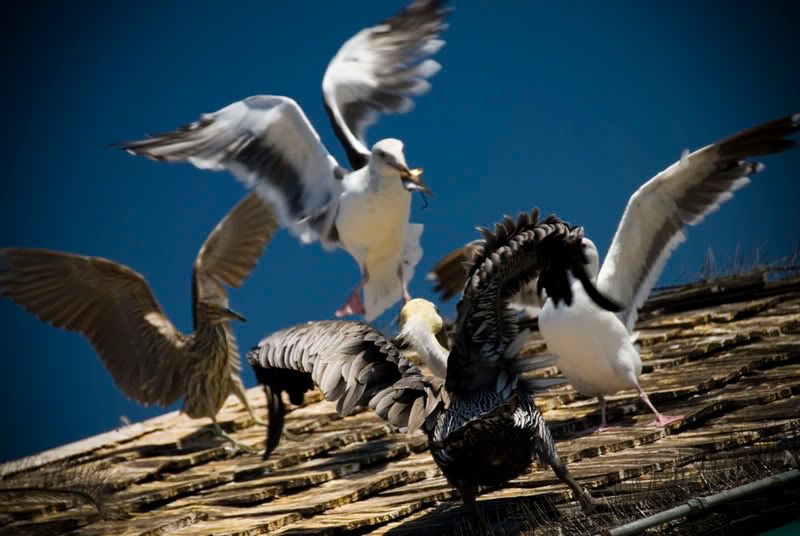 RedondoBeach039_1.jpg
