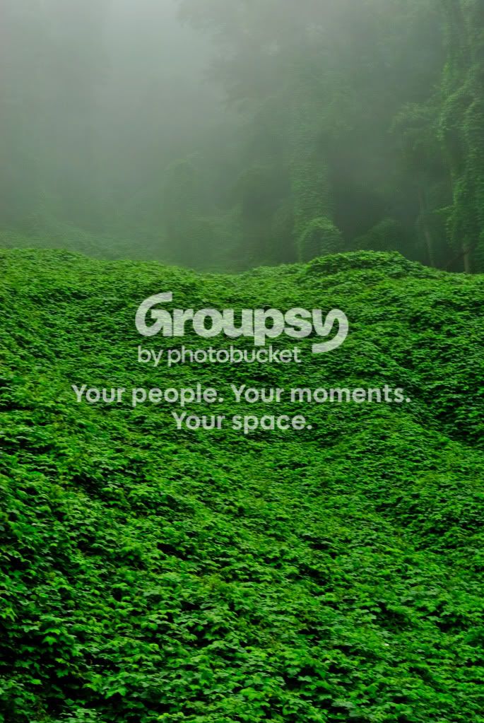 morekudzu.jpg