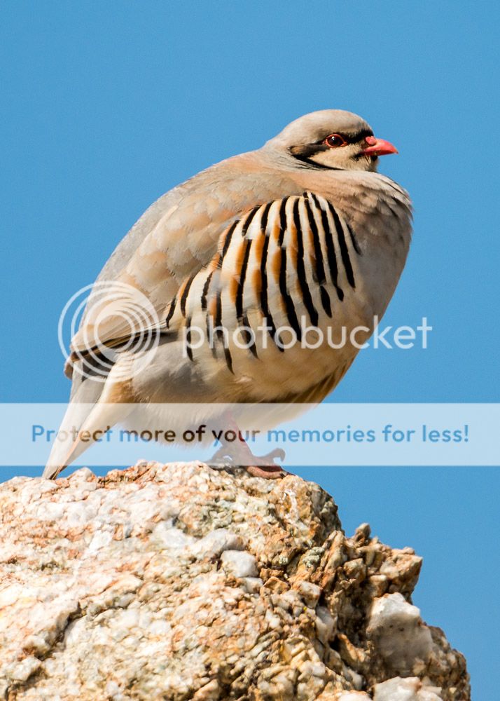 chukar1_zps0e7152a4.jpg