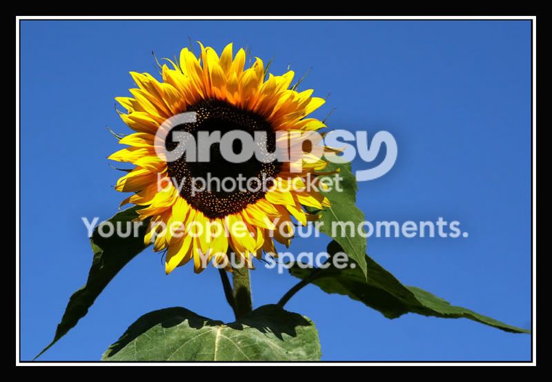 00_gelbeBlume_Sonnenblume.jpg