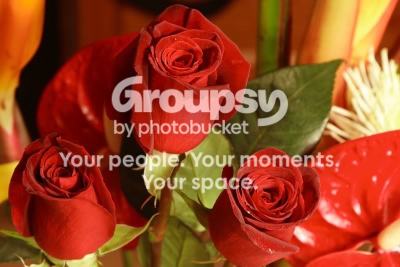 Roses.jpg