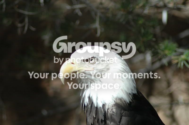 Bald_Eagle_by_LordThunderpaw.jpg