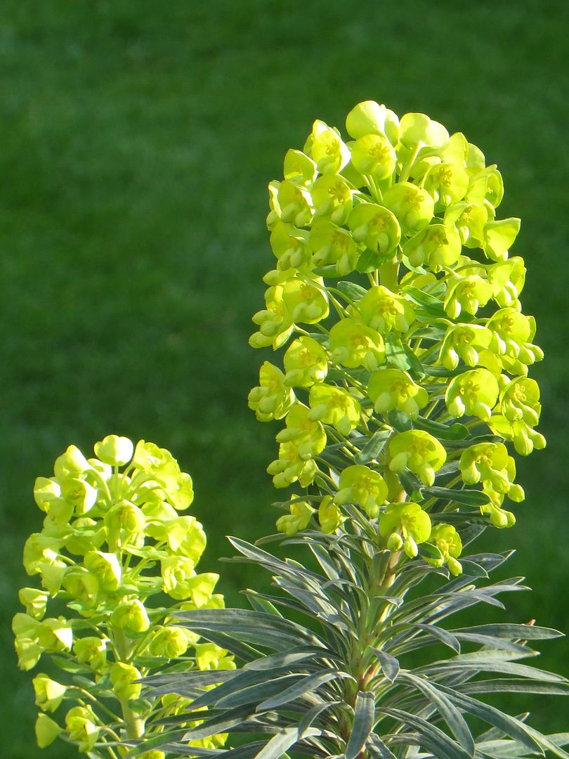 garden30_zps9a1755d9.jpg