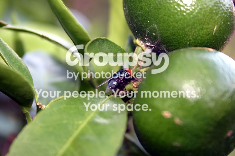 flyonlimes.jpg