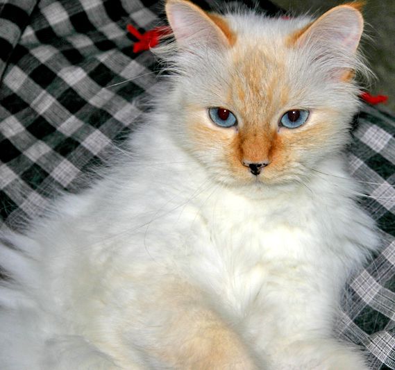 Kitty.jpg