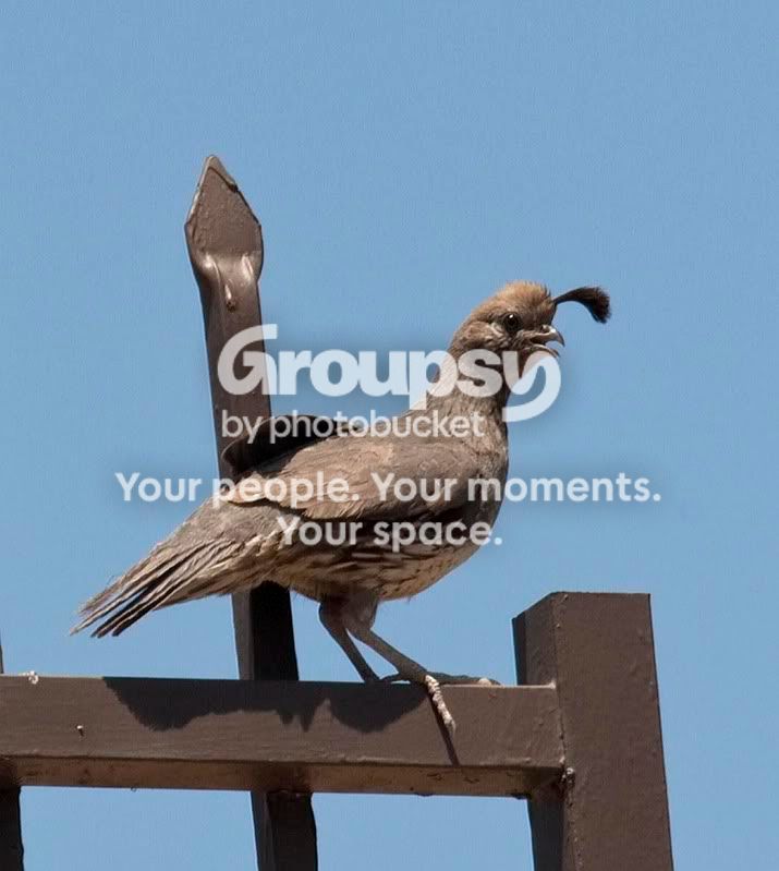 femquail-1.jpg
