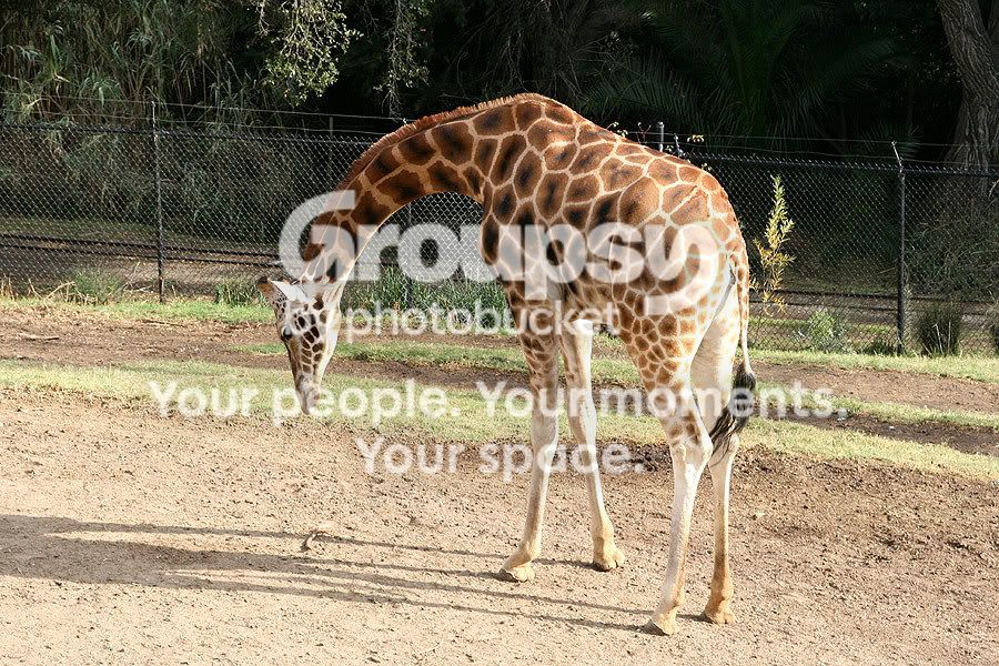 giraffe3.jpg