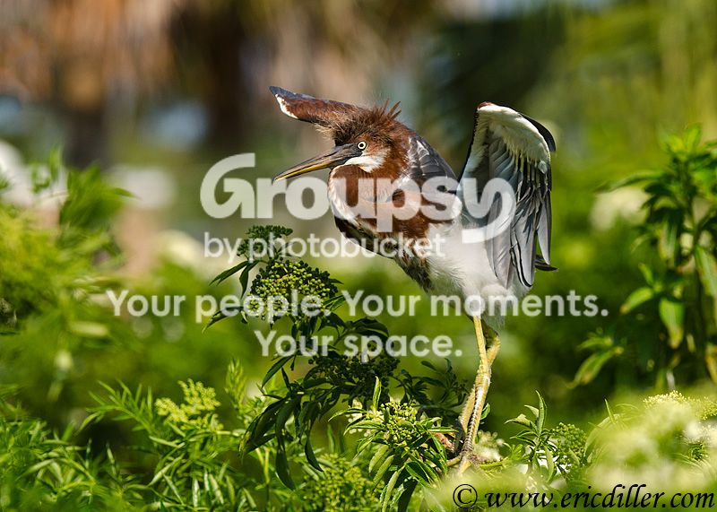 _ECD2176-copy800.jpg