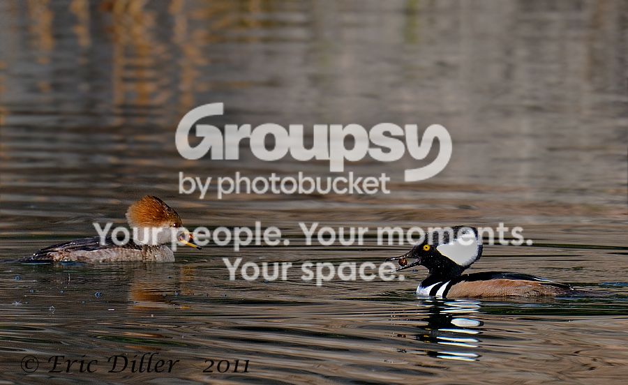_ECD4400-copy800.jpg