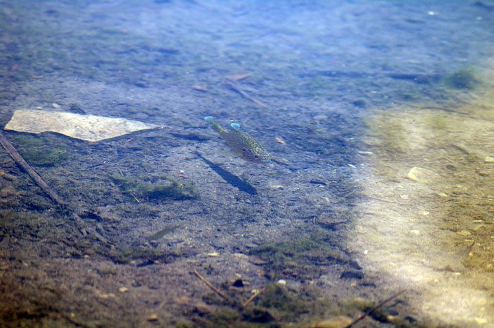IMGP0908.jpg