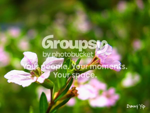 Flowers15.jpg