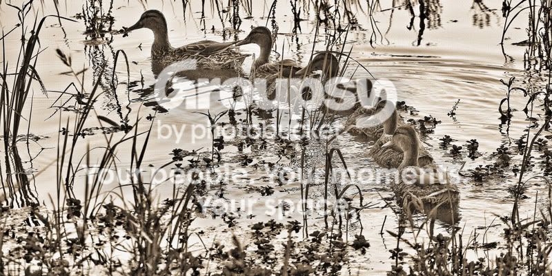 ducksinarow-2.jpg