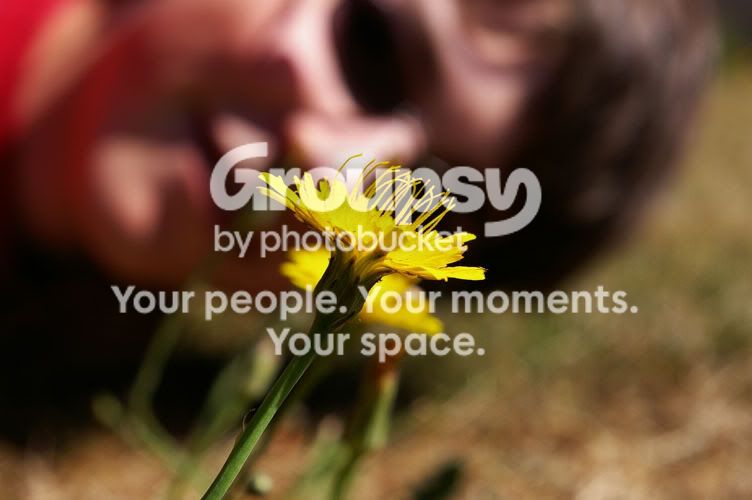DandelionCam.jpg
