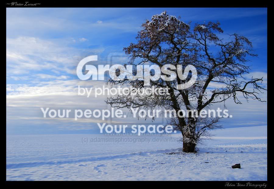 Winter_Locust_by_adamsimsphotograph.jpg
