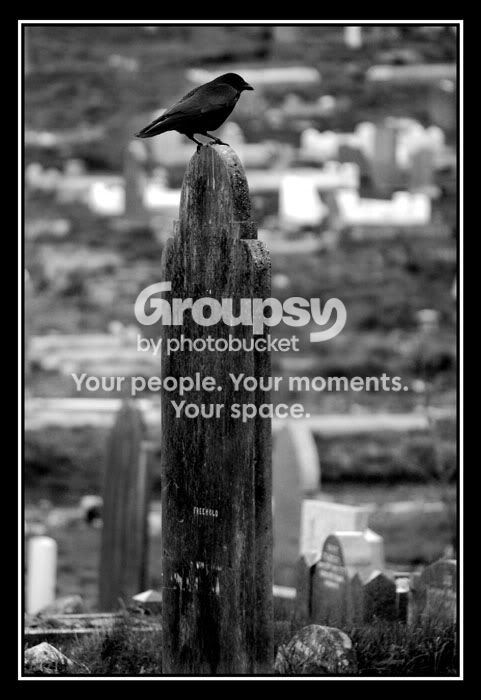 crow2.jpg