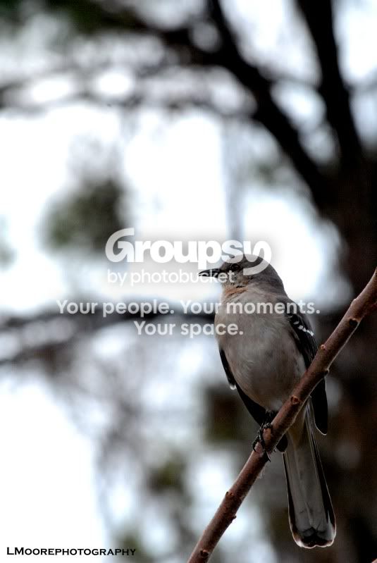 bird2copy.jpg