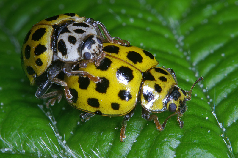 ladybird_10.jpg