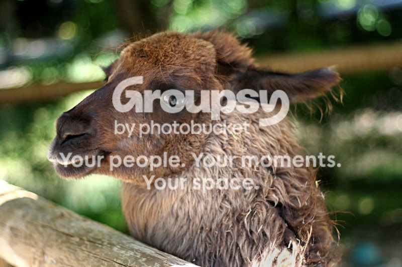 llamaxx8.jpg