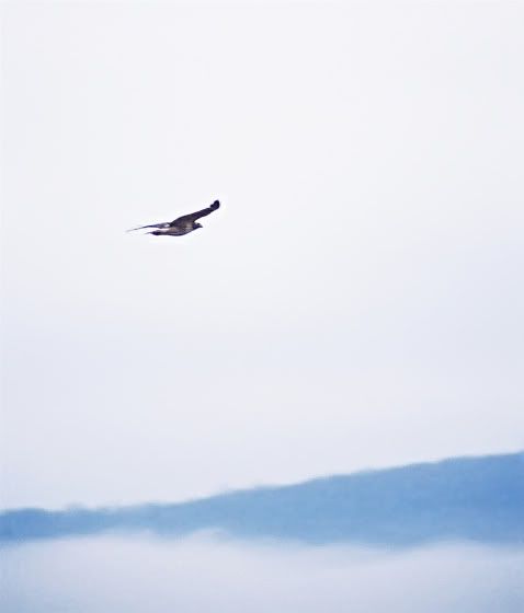 master_of_the_sky1.jpg