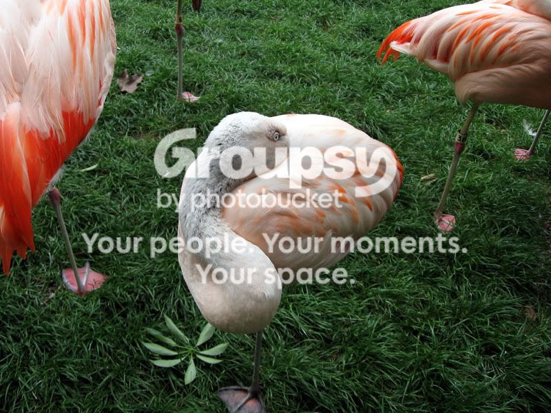 FlamingoTucked.jpg
