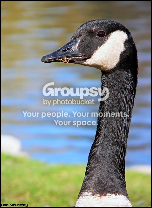 goose02.jpg