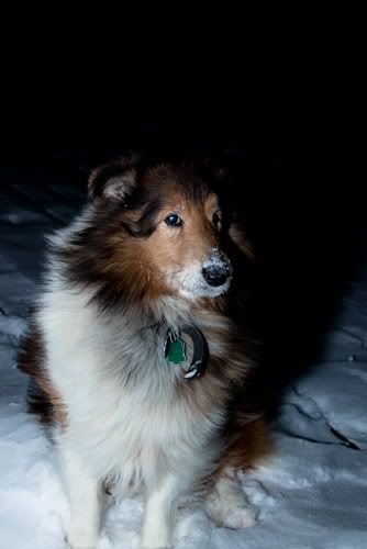 Stella_Snow.jpg