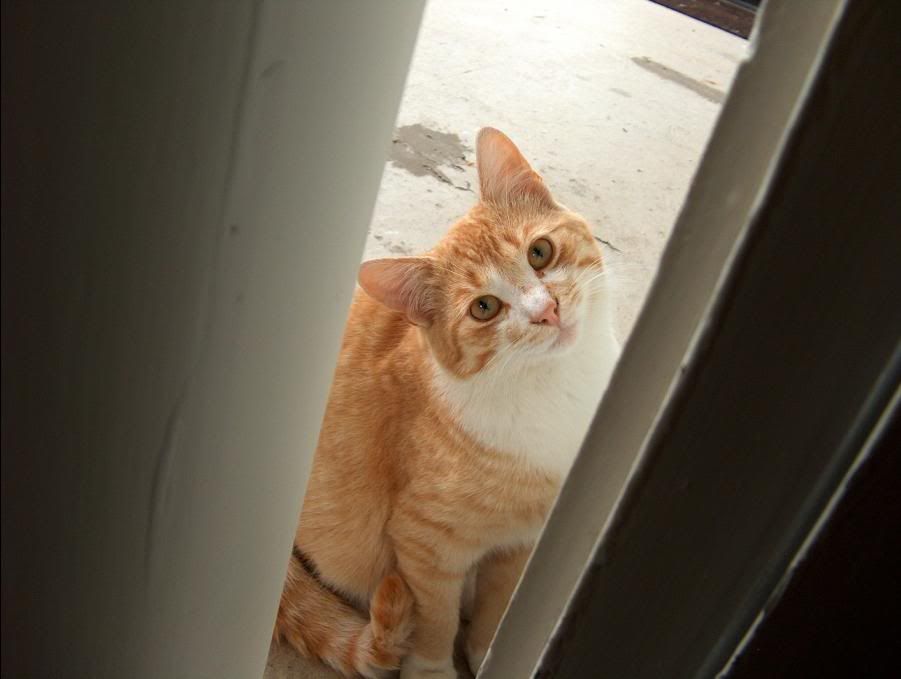 cat2.jpg