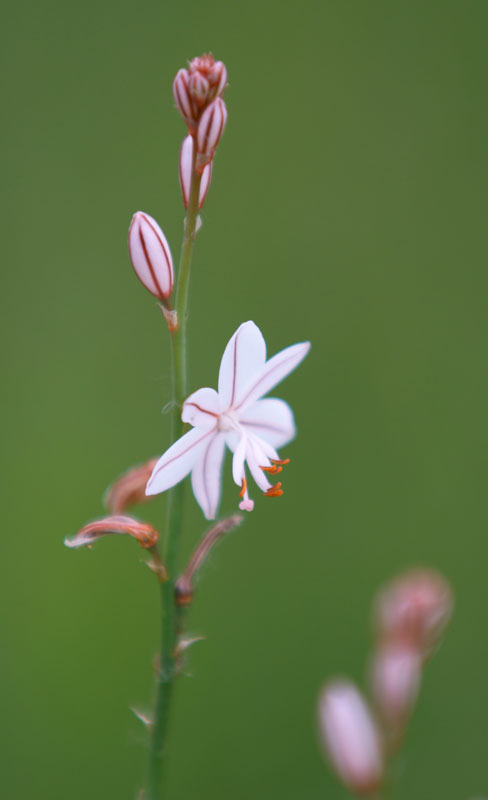 flower_26.jpg