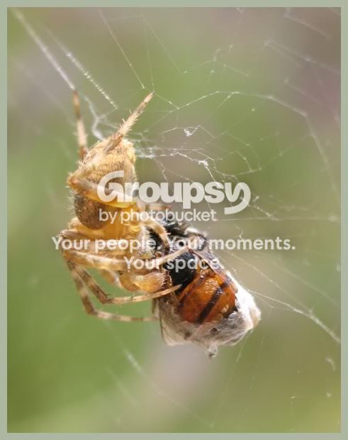 spidey104.jpg