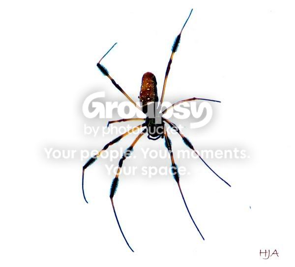 goldenorbspider.jpg