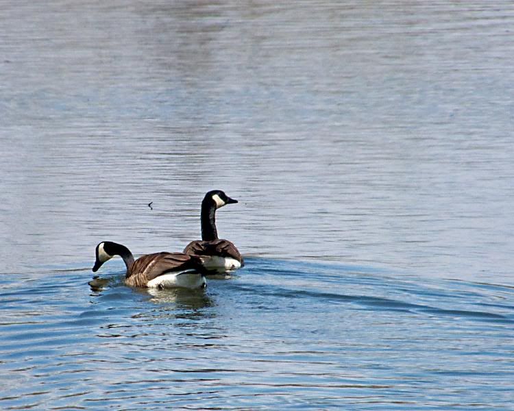 geese.jpg