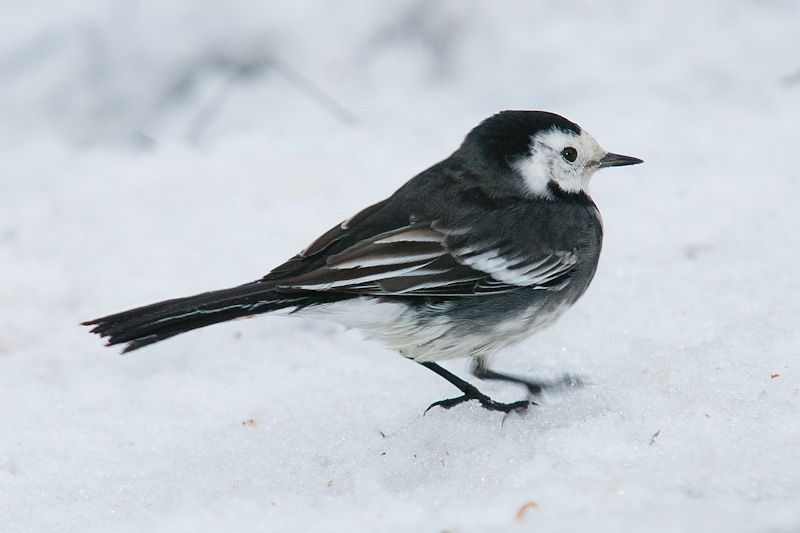 wagtail-101.jpg