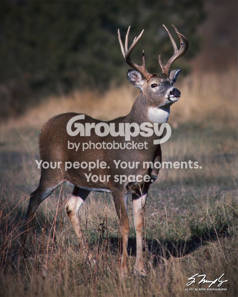 9point.jpg