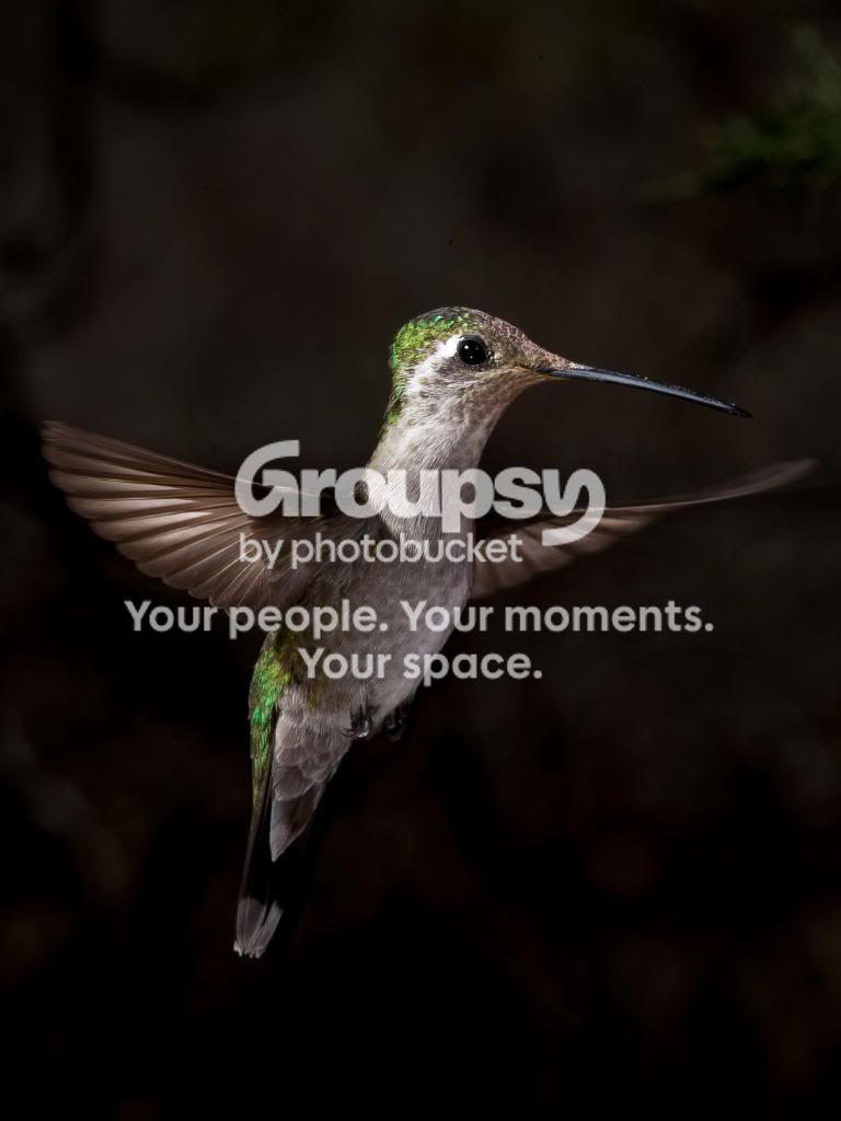 HUMMINGBIRD55.jpg