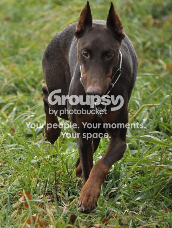 dogs039.jpg