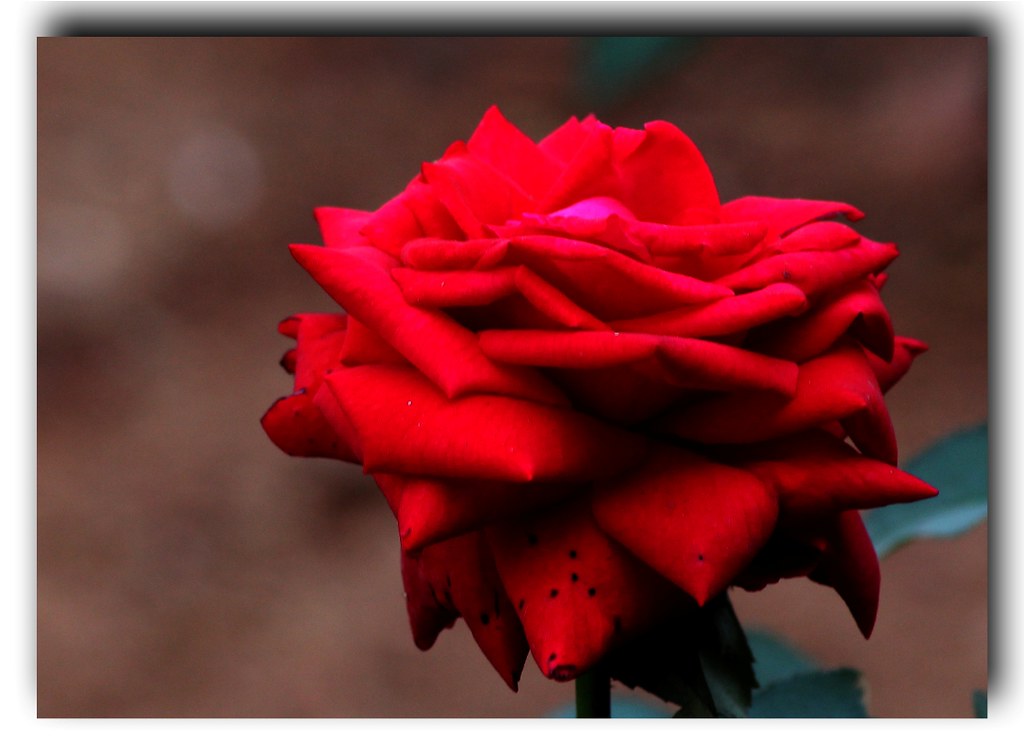 5461028837_680f3f2363_b.jpg
