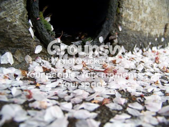 blossoms3.jpg