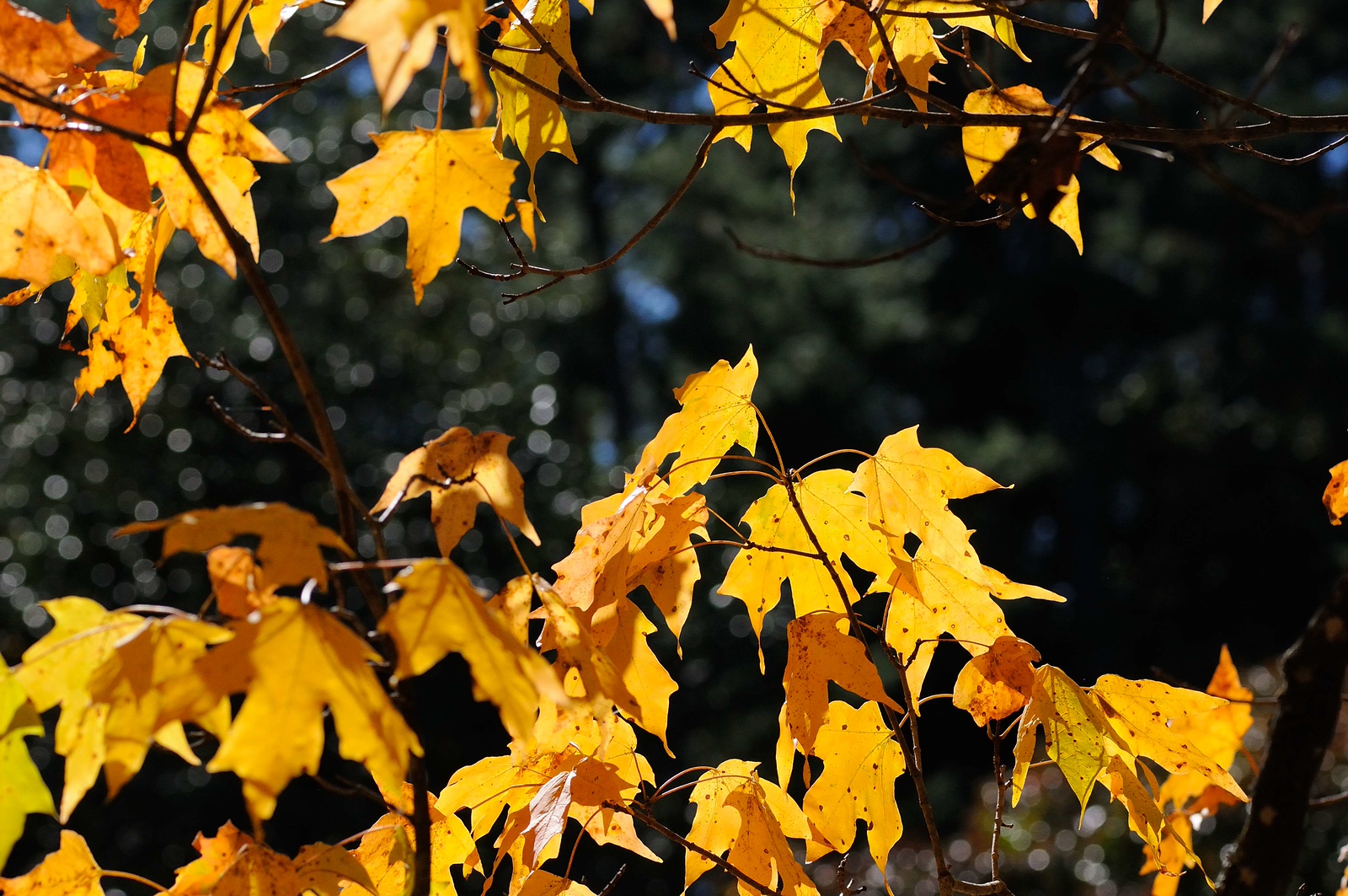 DSC_00028-X3.jpg
