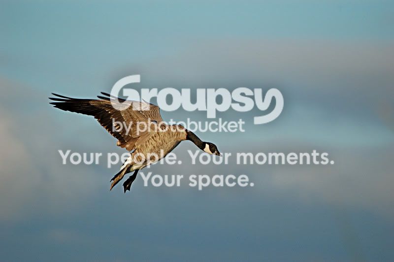 SeptGoose025-1.jpg