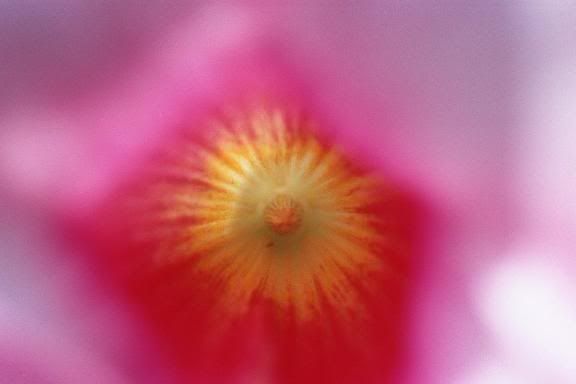 Deck_Garden_Flower_May04.jpg