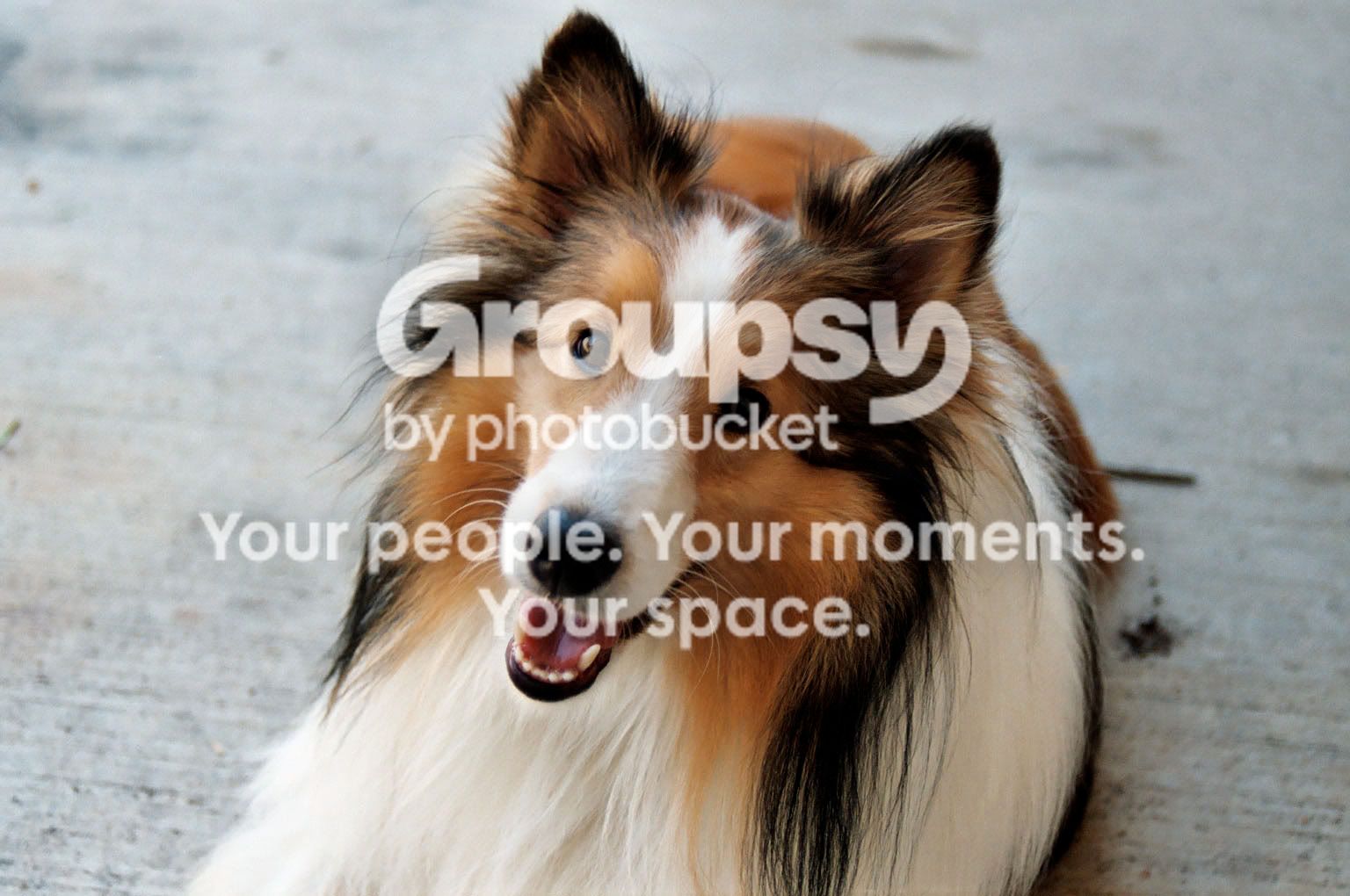 roxy.jpg