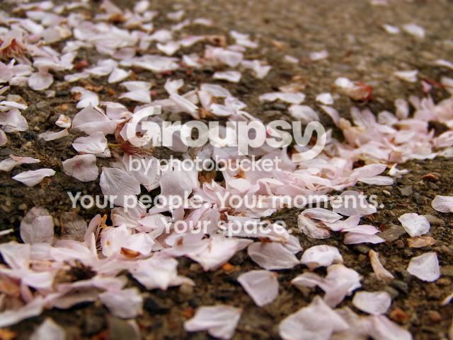 blossoms1.jpg