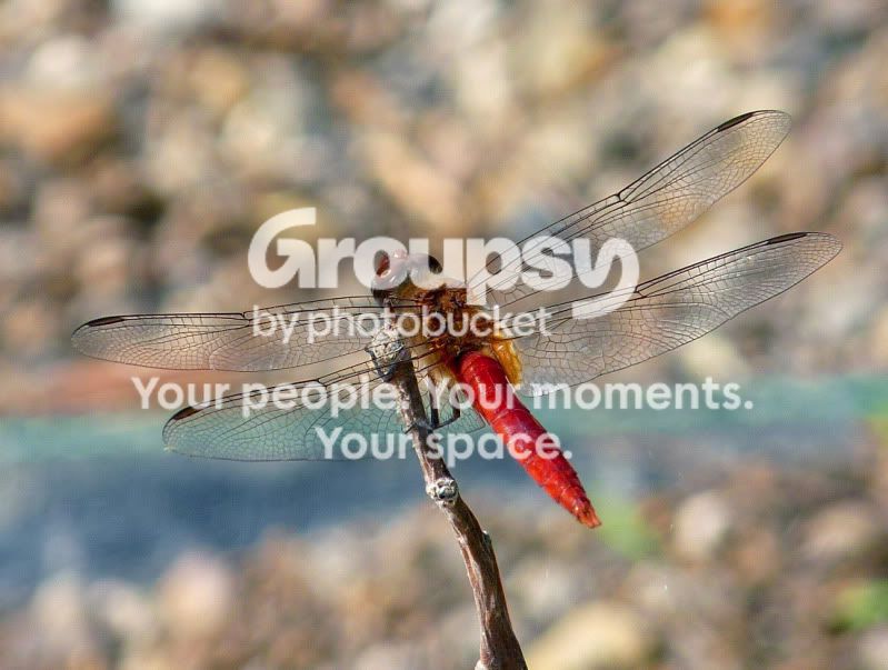 DragonFly2-HDR.jpg