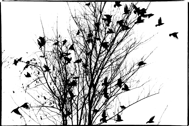 Birds-%26-Tree.jpg