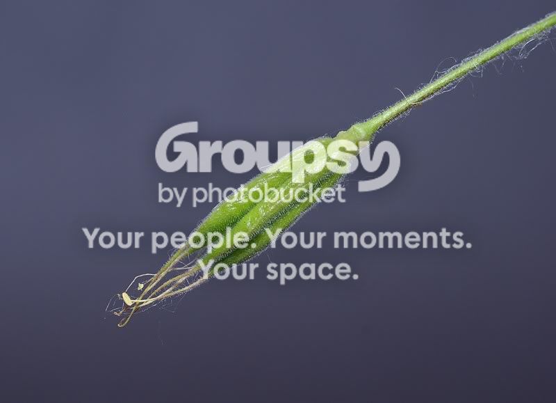 green_31.jpg