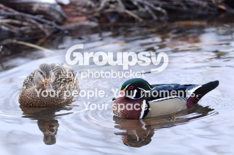 mallardandawoodduck.jpg